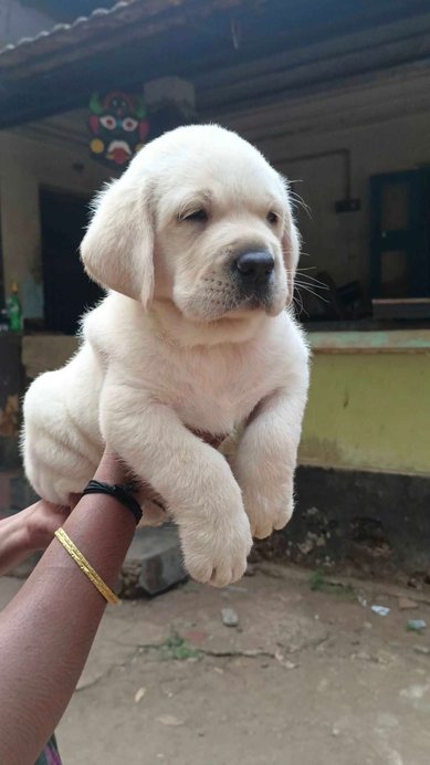 Labrador Retriever For Sale In Malappuram