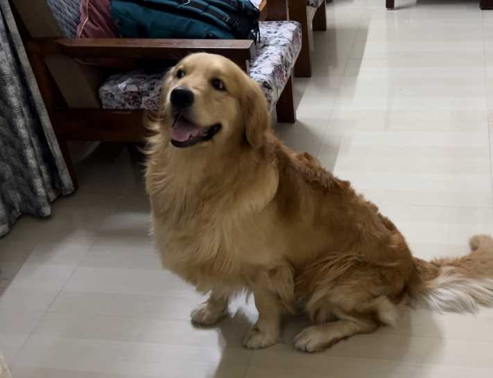 Golden Retriever Dogs For Mating In Kolkata