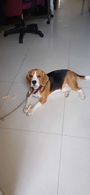 Beagle Dogs For Mating In Pondicherry