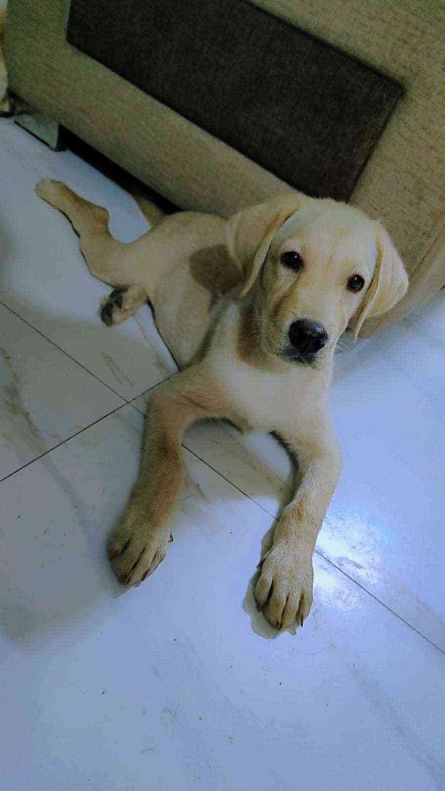 Labrador Retriever For Sale In Jind