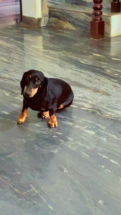 Dachshund For Adoption In Kozhikode