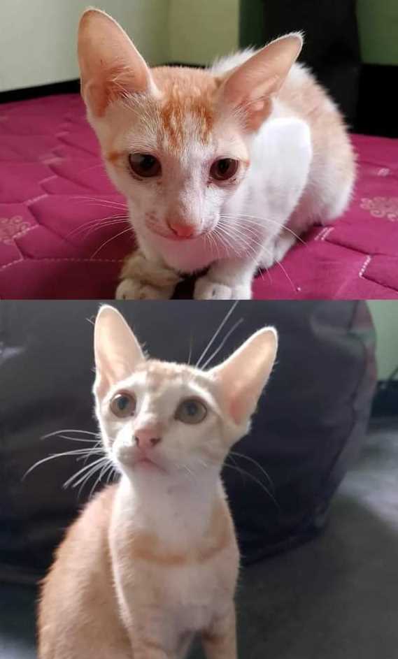 Indian Breed For Adoption In Guwahati