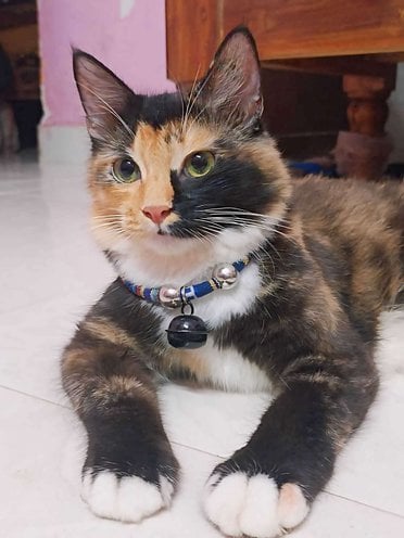 Calico Dogs For Mating In Chennai