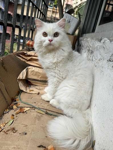 Persian Dogs For Mating In Mumbai