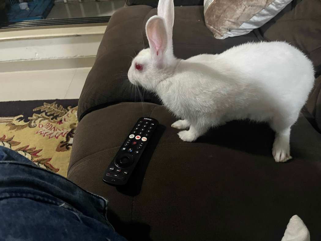 Rabbits For Adoption In Mumbai