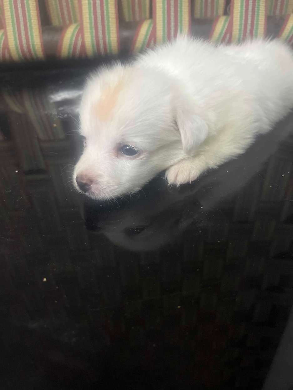 Pomeranian For Sale In Agra