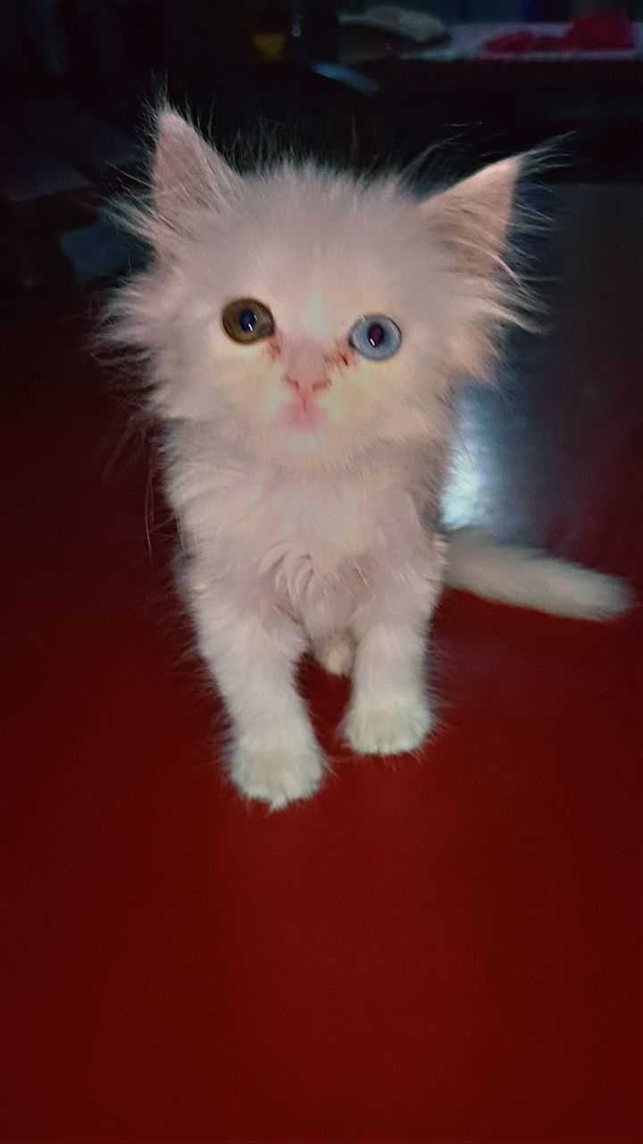 Persian For Sale In Lucknow