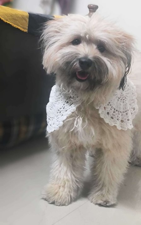 Lhasa Apso Dogs For Mating In Secunderabad