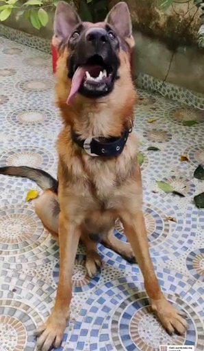 German Shepherd For Adoption In Jabalpur