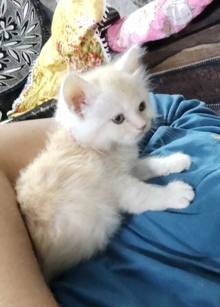 Persian For Sale In Bhilwara