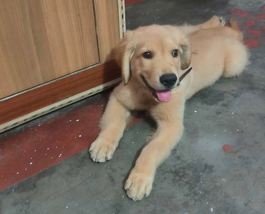 Golden Retriever For Sale In Bulandshahr