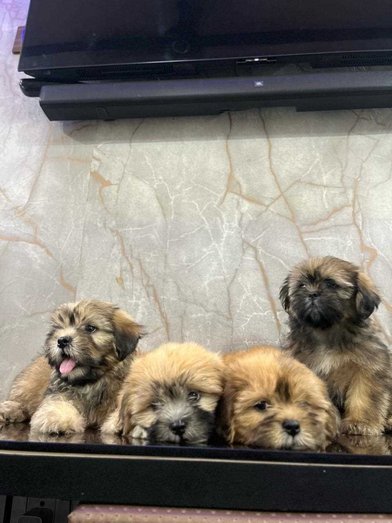 Lhasa Apso For Sale In Pune