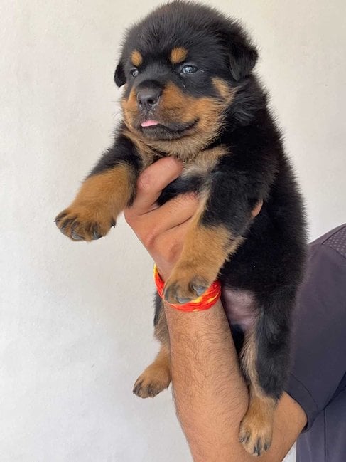 Rottweiler For Sale In Pune