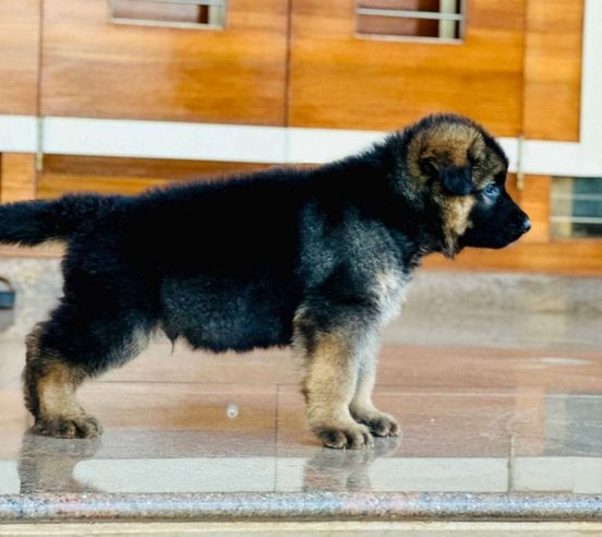 German Shepherd For Sale In Pune