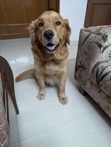 Golden Retriever Dogs For Mating In Panchkula