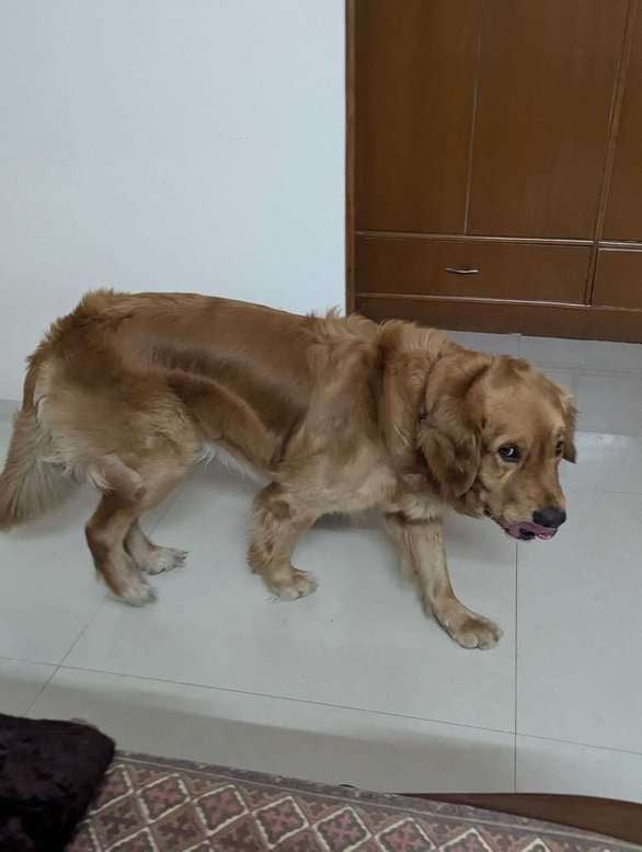 Golden Retriever Dogs For Mating In Panchkula