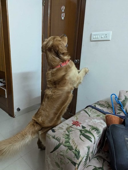 Golden Retriever Dogs For Mating In Panchkula
