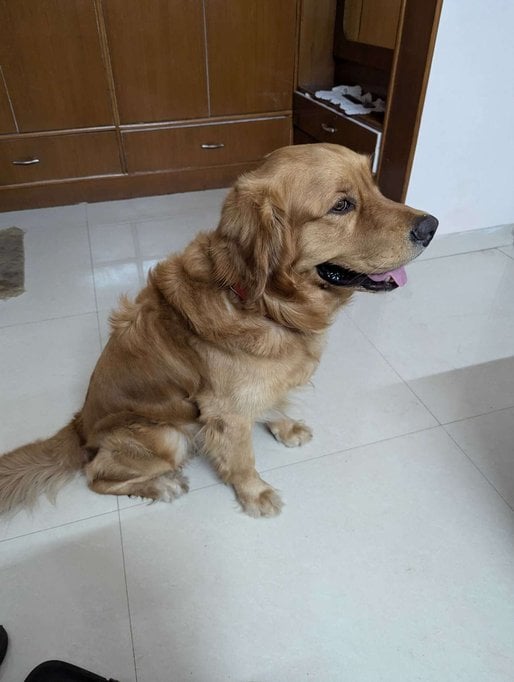 Golden Retriever Dogs For Mating In Panchkula