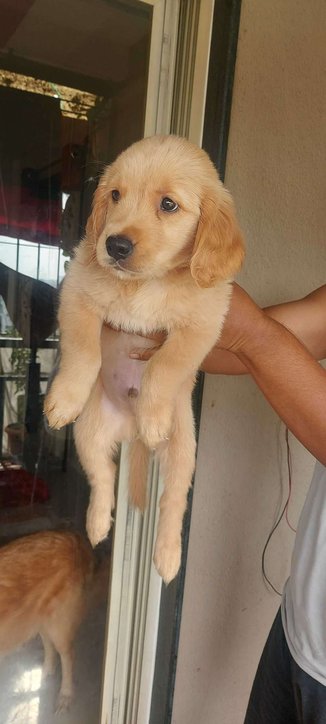 Golden Retriever For Sale In Nasik