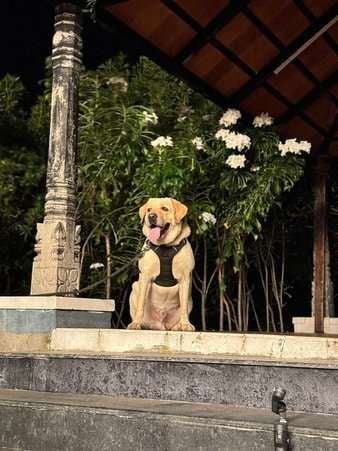 Labrador Retriever Dogs For Mating In Coimbatore