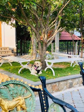 Labrador Retriever Dogs For Mating In Coimbatore