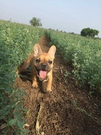 French Bulldog Dogs For Mating In Pune