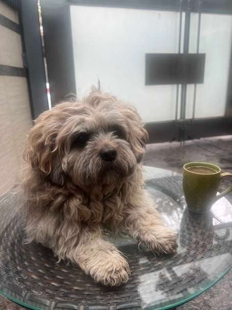 Shih Tzu Dogs For Mating In Agra