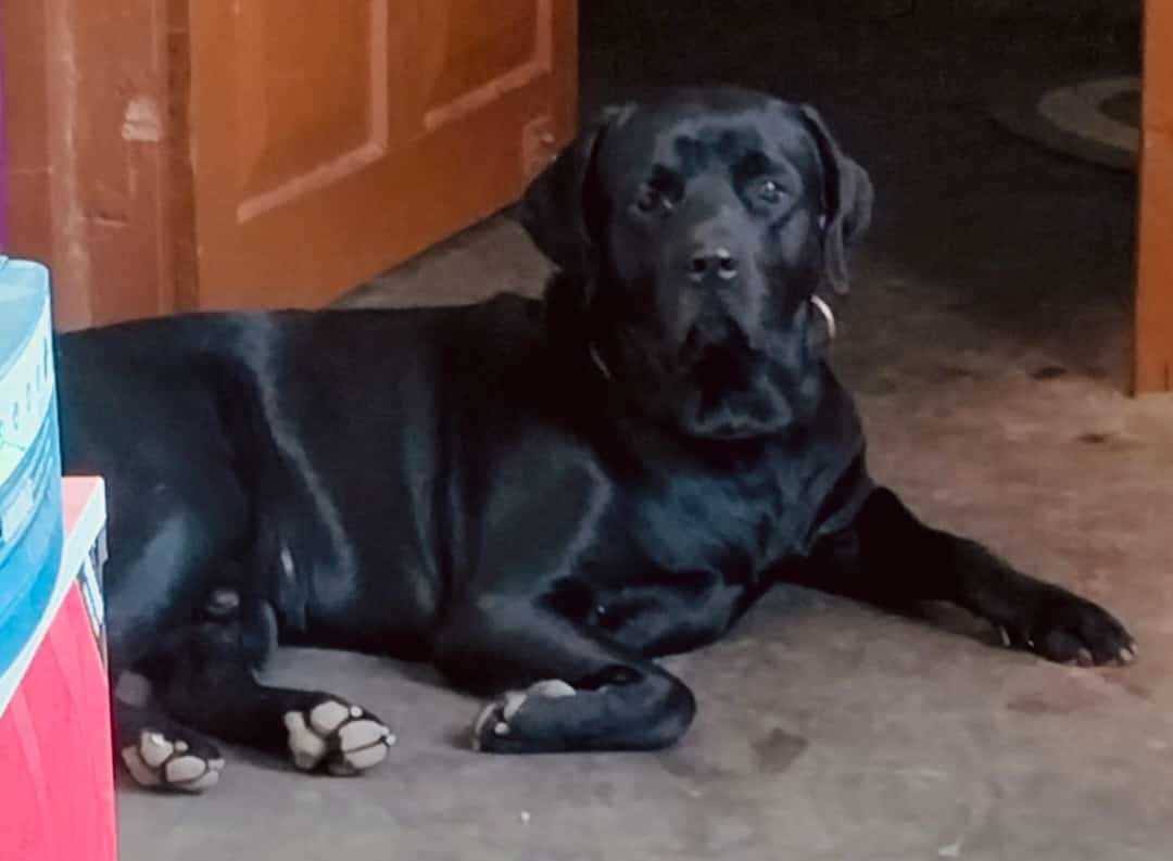 Labrador Retriever Dogs For Mating In Patna