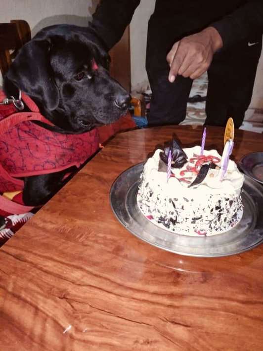Labrador Retriever Dogs For Mating In Patna