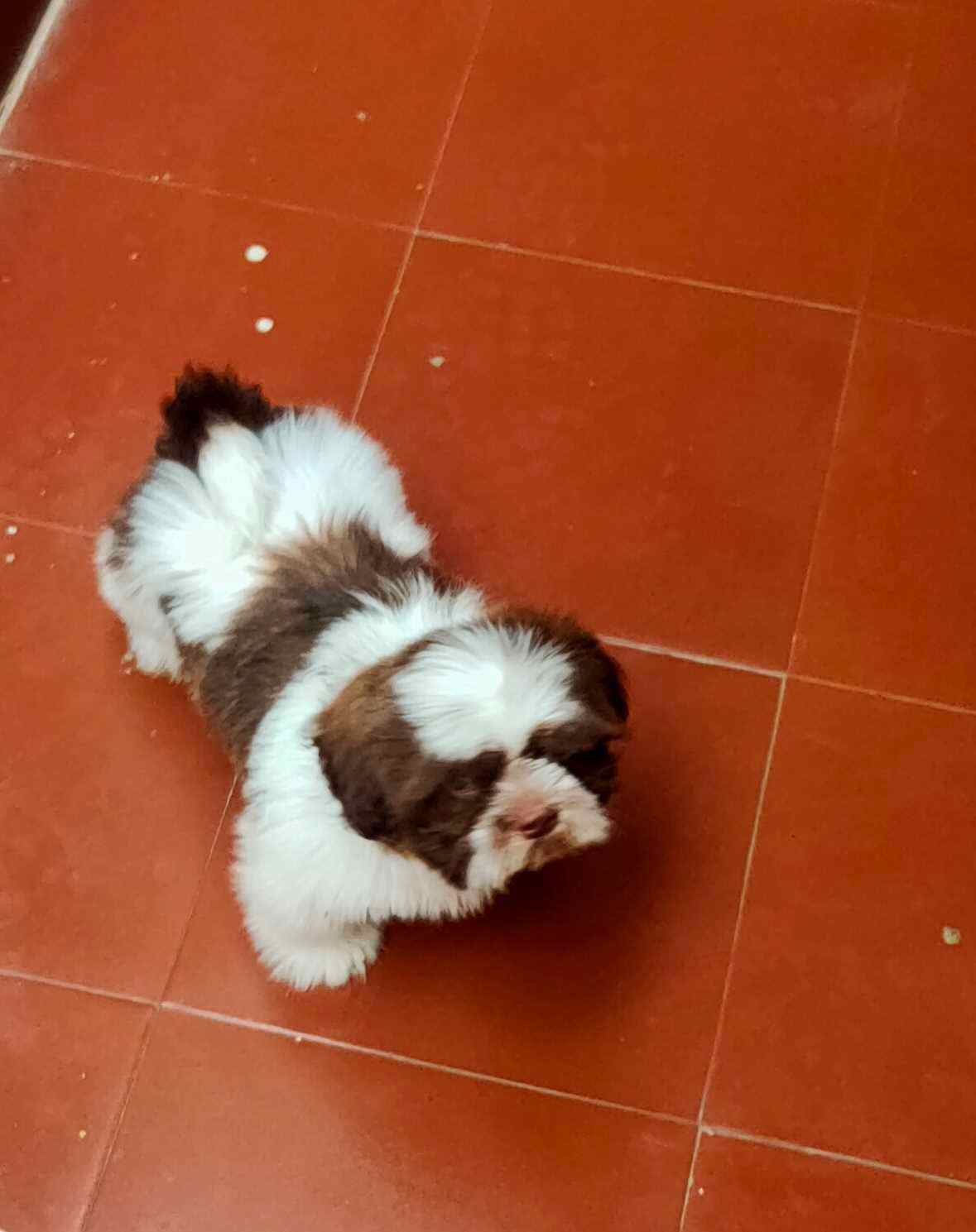 Shih Tzu For Sale In Bhopal