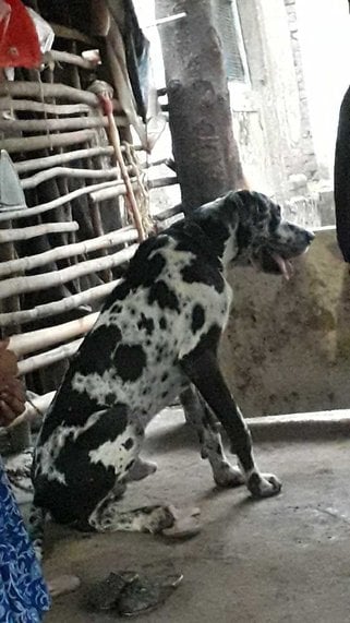 Great Dane Dogs For Mating In Mumbai