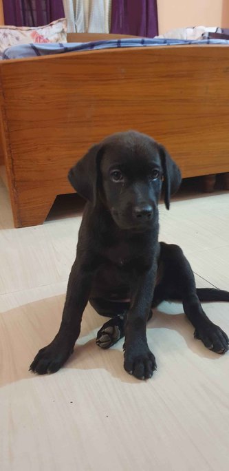 Labrador Retriever For Sale In Noida