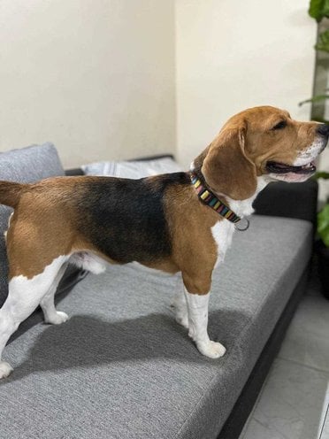 Beagle Dogs For Mating In Bhubaneswar