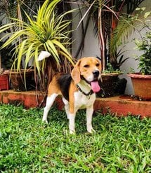Beagle Dogs For Mating In Bhubaneswar