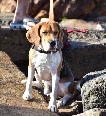 Beagle Dogs For Mating In Bhubaneswar