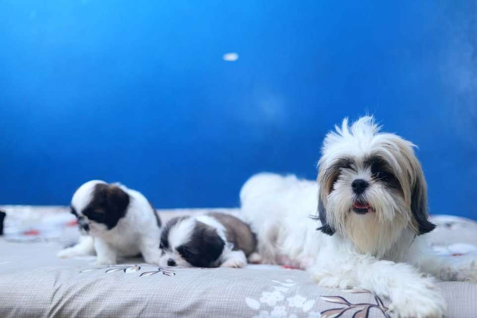 Shih Tzu For Sale In Amravati