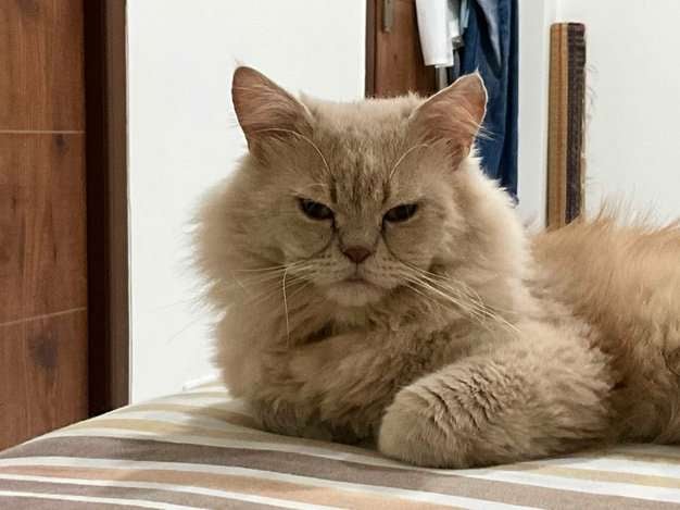 Persian For Adoption In Coimbatore