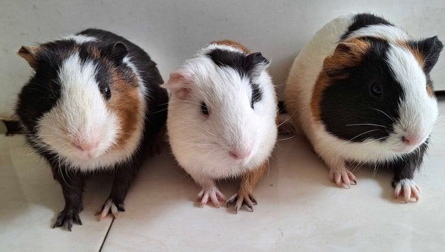 Guinea Pigs For Adoption In Nasik
