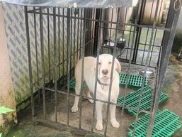 Labrador Retriever For Adoption In Ernakulam