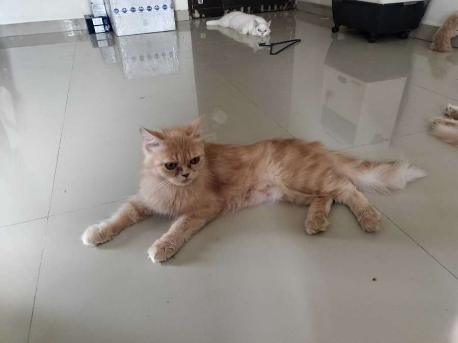 Persian For Adoption In Mumbai