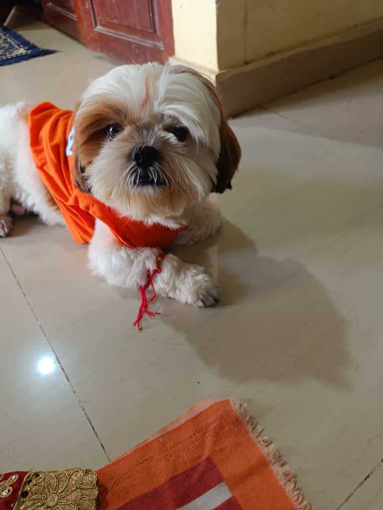 Shih Tzu Dogs For Mating In Bangalore