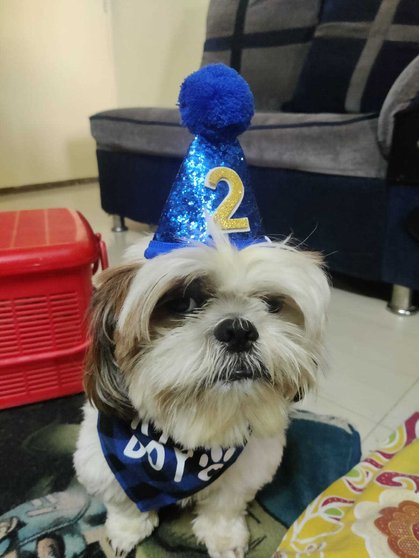 Shih Tzu Dogs For Mating In Bangalore