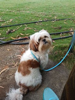 Shih Tzu Dogs For Mating In Bangalore