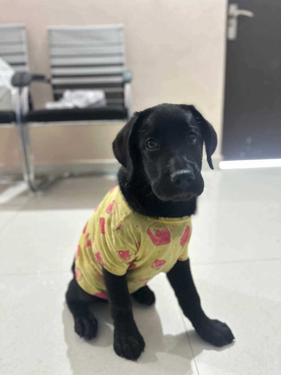 Labrador Retriever For Sale In Vijayawada
