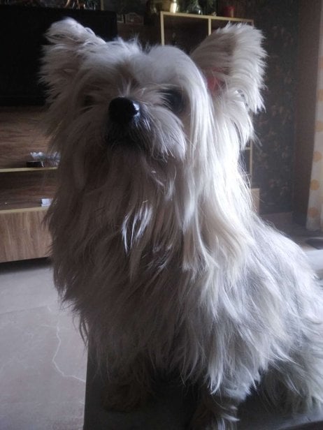 Yorkshire Terrier Dogs For Mating In Bangalore