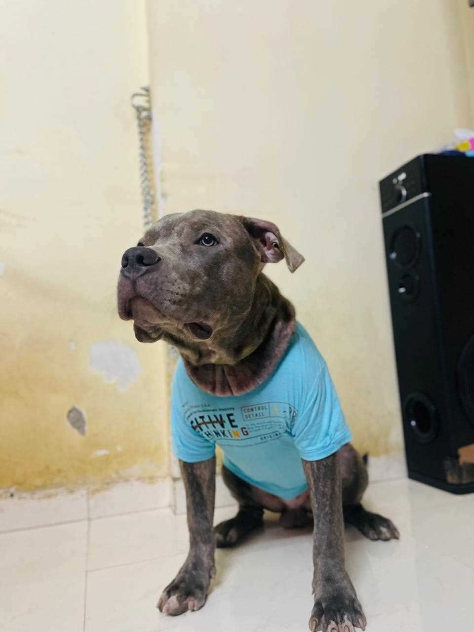 American Bully Dogs For Mating In Mumbai