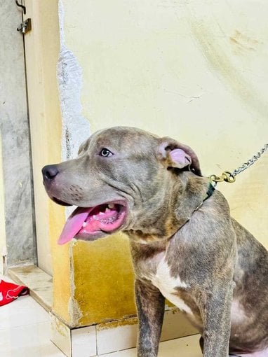 American Bully Dogs For Mating In Mumbai