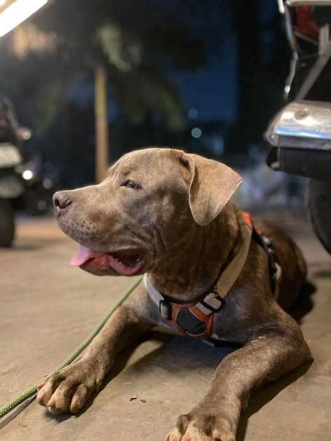 American Bully Dogs For Mating In Mumbai
