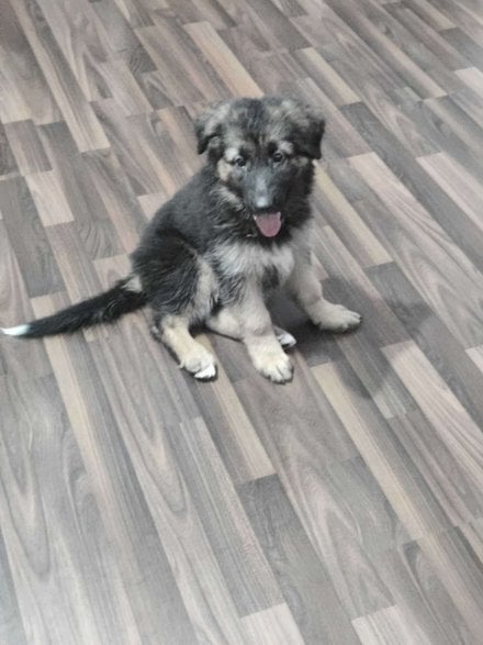 German Shepherd For Sale In Delhi
