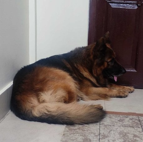 German Shepherd Dogs For Mating In Shillong